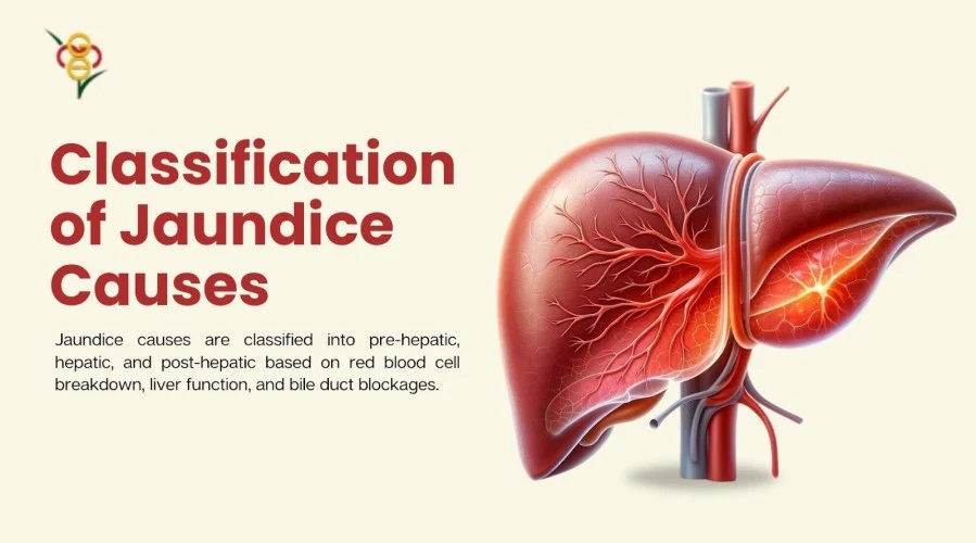 How are the causes of jaundice classified