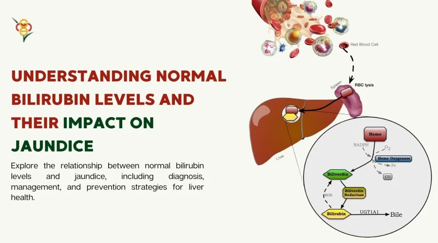 What Are the Normal Bilirubin Levels and How Do They Affect Jaundice?