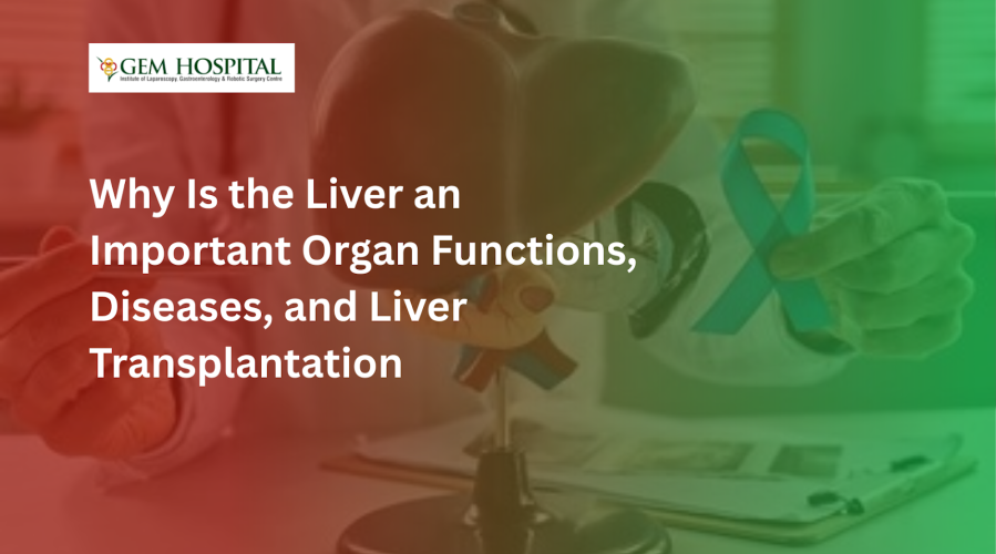 Why Is the Liver an Important Organ? Functions, Diseases, and Liver Transplantation